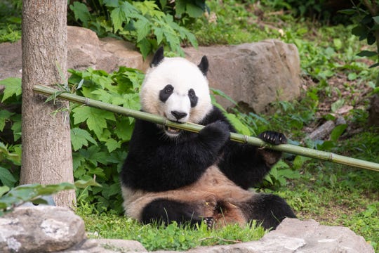 Panda Bei Bei Smithsonian’s National Zoo