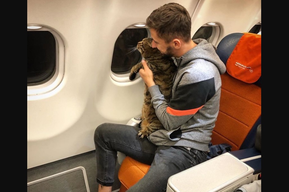 Passageiro russo golpe gato gordo voo Aeroflot