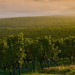 Savoring The Winelands