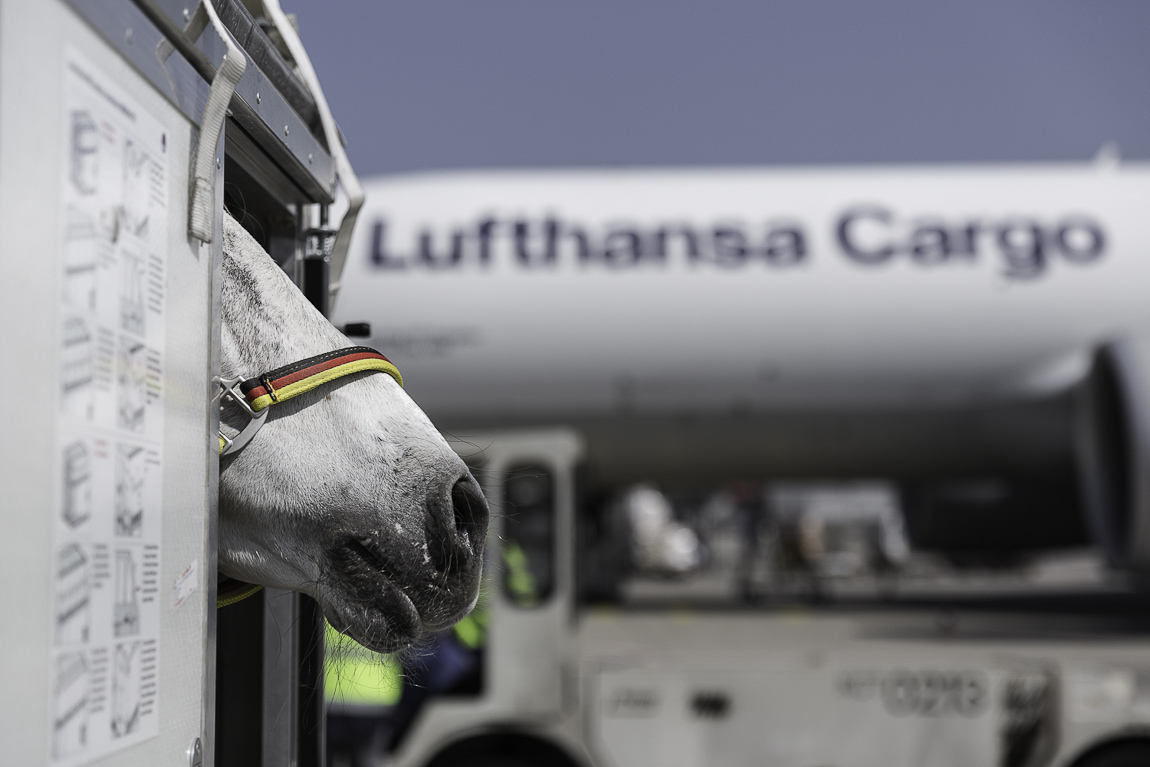 Lufthansa Cargo Animal Lounge Frankfurt