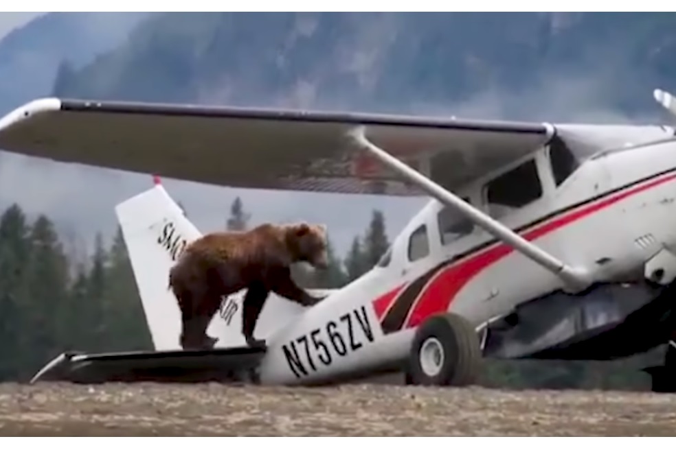 Vídeo Urso sobre avião Cessna 182