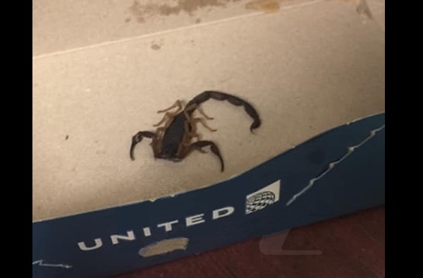 Escorpião picou passageira voo United capa