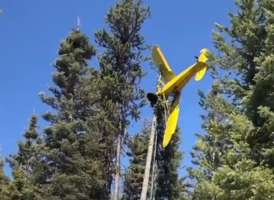 Piloto 79 anos avião enroscado topo árvore