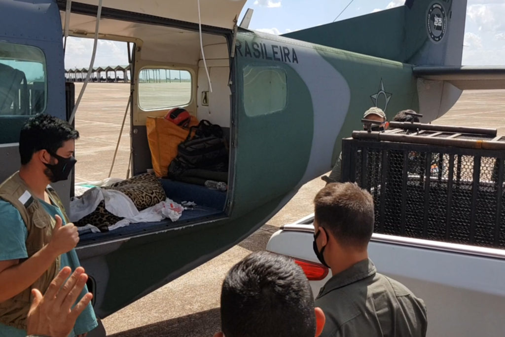 Esquadrão FAB Transporte Onça-Pintada Pantanal