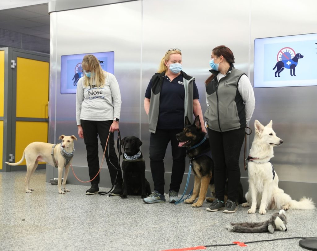 Cães farejadores Covid-19 Coronavírus Aeroporto Finlândia