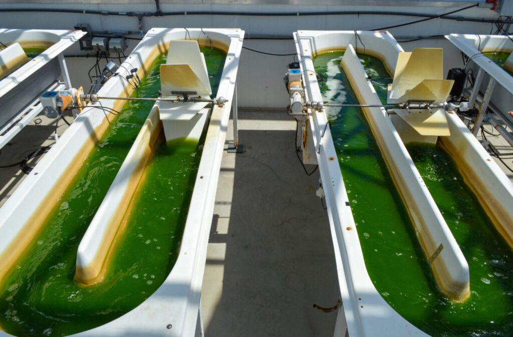 Recipientes de criação de algas da Viridos