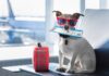 IATA lança plataforma digital para automatizar requisitos no transporte aéreo de animais vivos