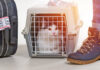 Aeroporto americano mobiliza equipe para encontrar pequeno felino desaparecido há quatro semanas