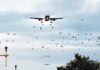 Disponibilizado o Guia de Boas Práticas para Dispersão de Fauna em Aeródromos Brasileiros