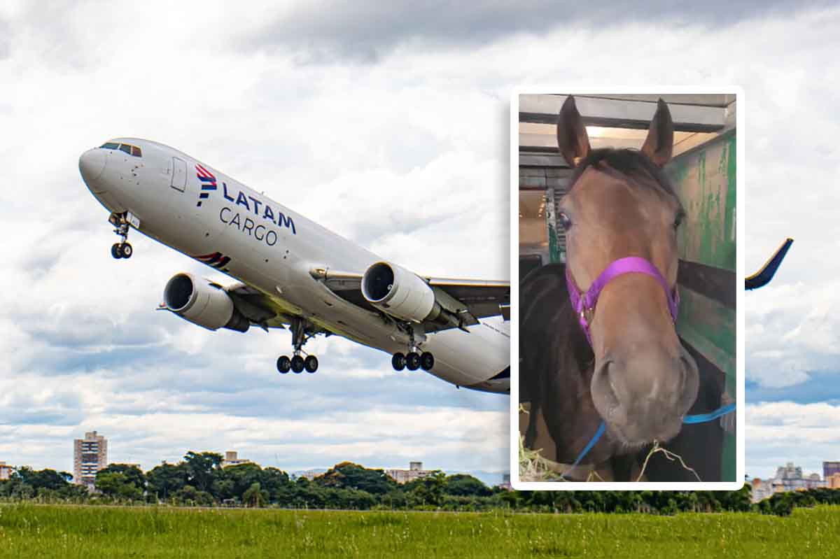 Cavalos que representarão Brasil em torneio internacional são embarcados em avião da Latam