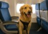 Justiça mantém decisão que obriga Azul a permitir embarque de cão na cabine mesmo com peso acima do limite
