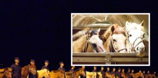 Em 3 voos com um avião Boeing 757, mais de 120 cavalos mongóis foram transportados na Ásia oriental