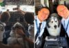 Pilotos tiram “selfies” com simpático e enorme cão que gosta de visitar cockpits de aviões